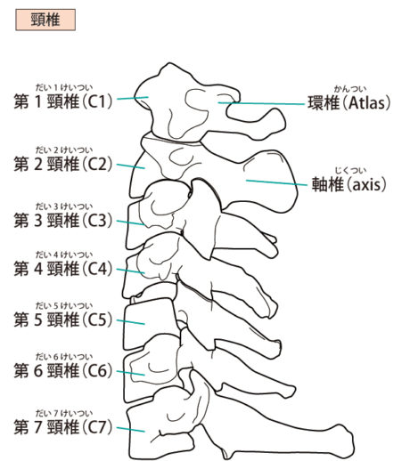 て 頚椎 いけない こと 症 は し 頚椎症や頚椎ヘルニアの人が気をつける事、やってはいけない動作