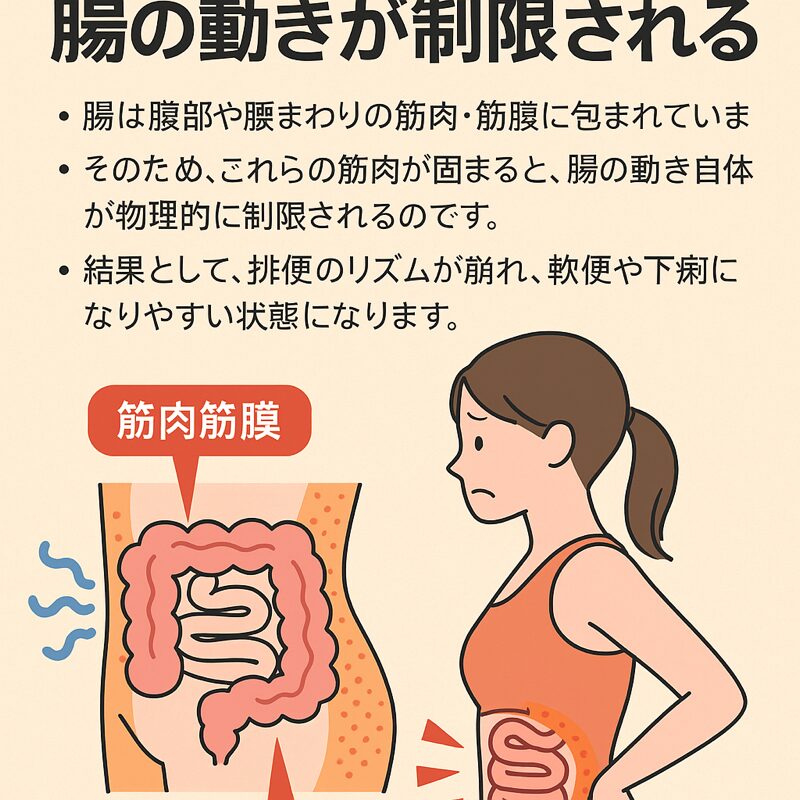 筋肉や筋膜が硬くなると、内臓の働きも悪くなり、腸が正常に動かない