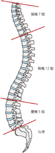 正しい背骨の型