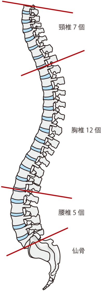 正しい背骨の型