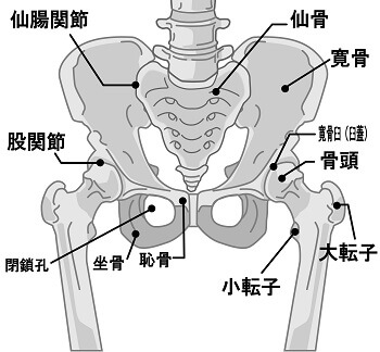 座ったり 歩くと尾てい骨に痛みがある 原因って何 西宮 宝塚で根本改善の整体ならひこばえ整骨院へ