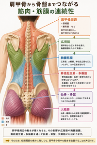 骨盤には体の筋肉が繋がっている