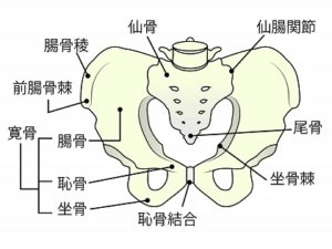 仙腸関節炎を示している写真