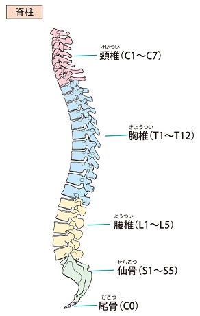 側弯症の治療方法と効果的なストレッチと体操 西宮 宝塚で根本改善の整体ならひこばえ整骨院へ