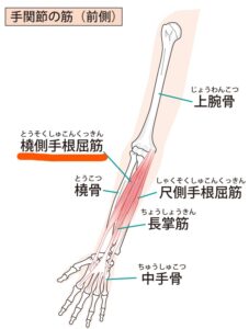 テニス肘で腕の筋肉が指についていると言う図2
