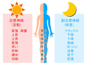 自律神経の違いを図で表している
