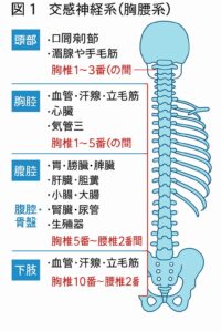 背骨の中には、自律神経が入っているので、歪みが出るとみられると言う図